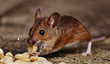 24 Hour & Emergency Exterminators in Greenwich, PA